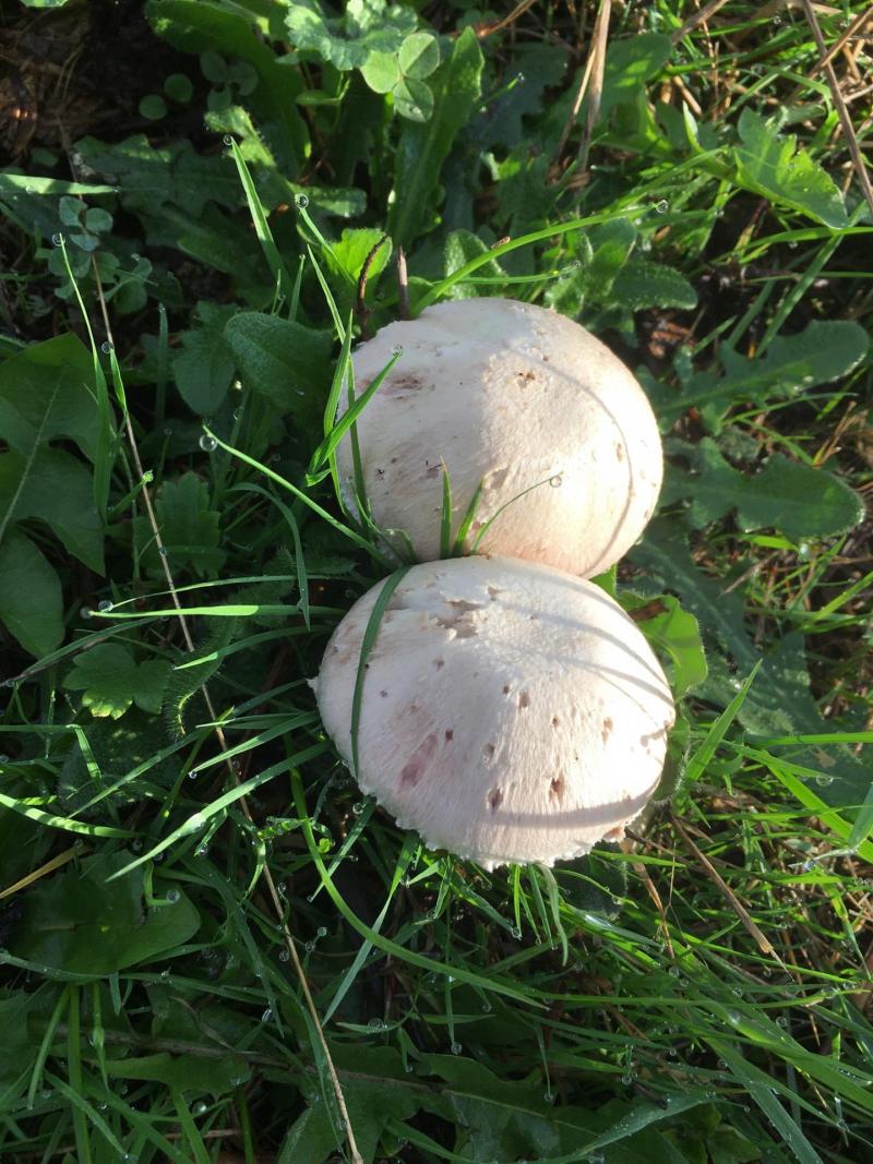 champignon des près 