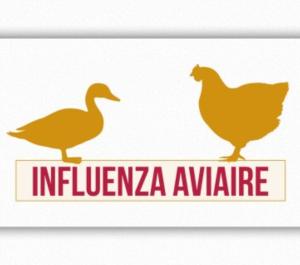 l'influenza aviaire